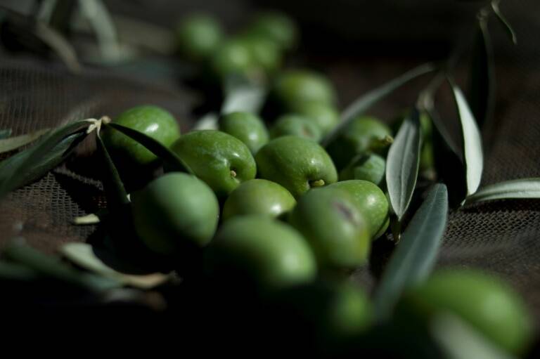 insólito,agricultura,España,aceitunas,aceite