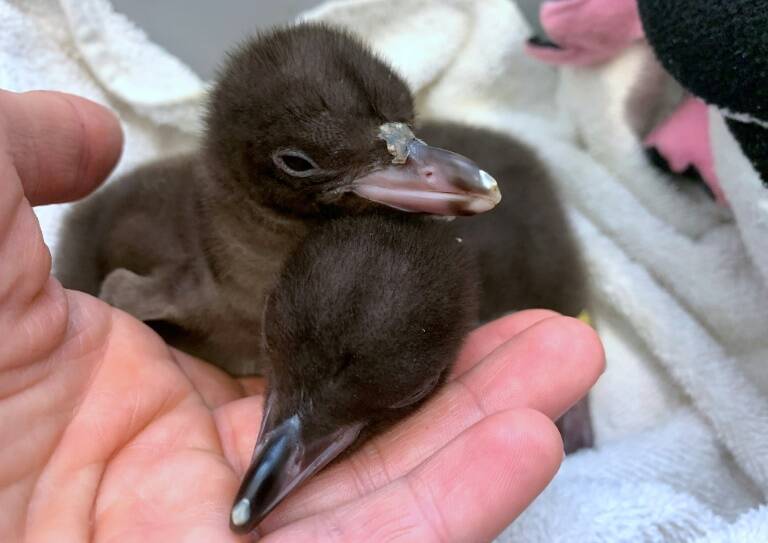 NZealand,environment,penguins