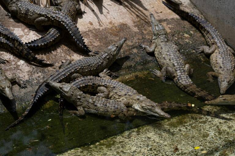 medioambiente,animales,medioambiente,animales,medioambiente,animales