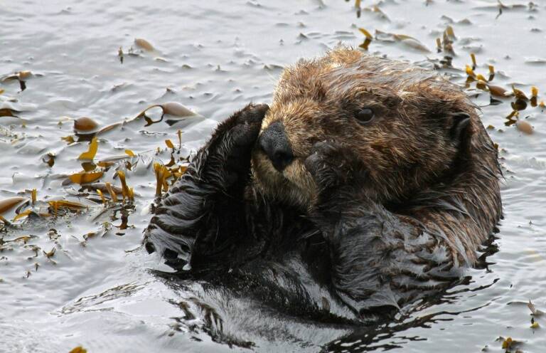 USA,animaux,environnement,océans,surf