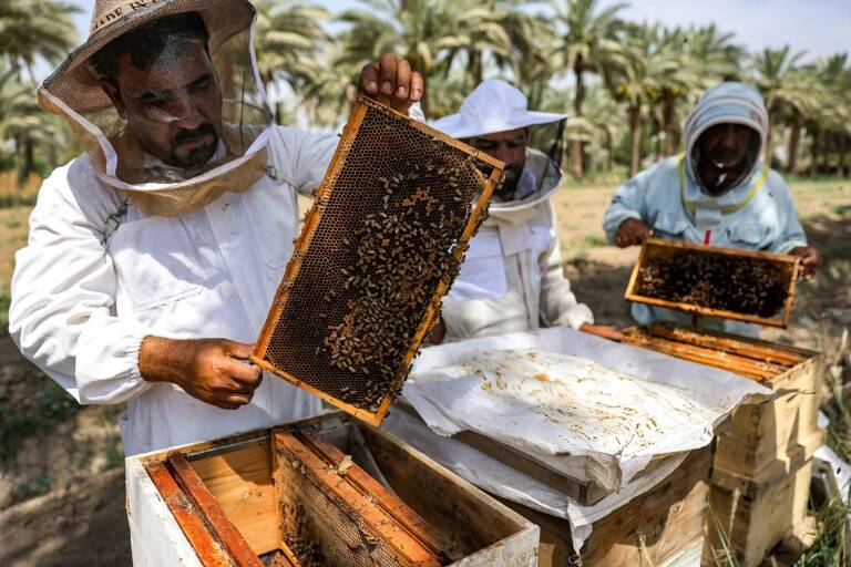 Irak,climat,nature,environnement,plantes,abeilles