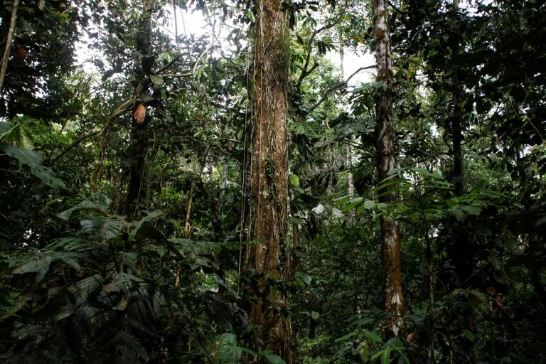 Ecuador,elecciones,política,referendos,medioambiente,clima,petróleo,minería