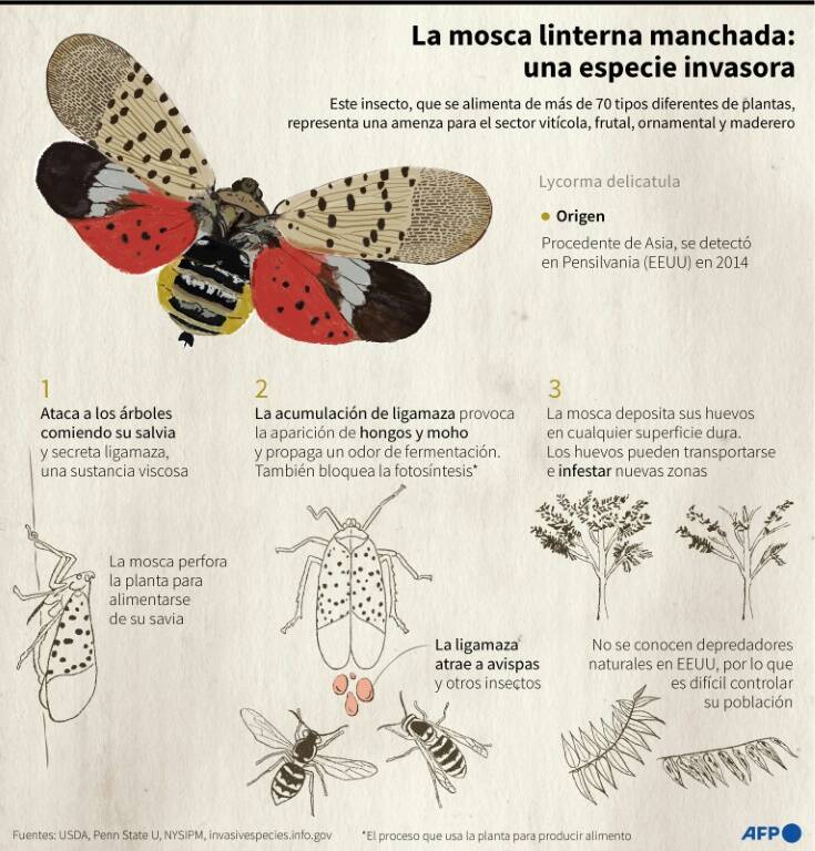 noticia
