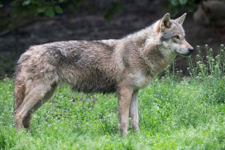Environment,ecology,animal,wolf,moose
