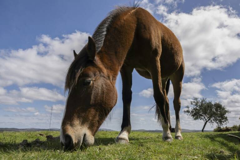 Uruguay,animales,virus,ganadería