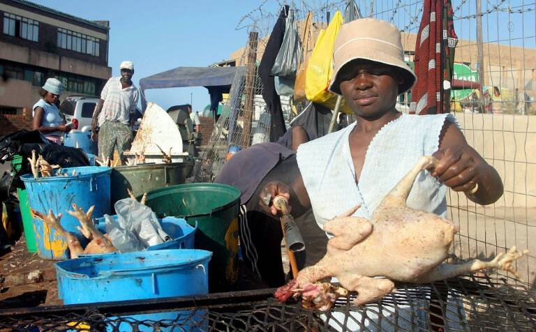 animales,ganadería,epidemia,agricultura,virus,Sudáfrica,salud
