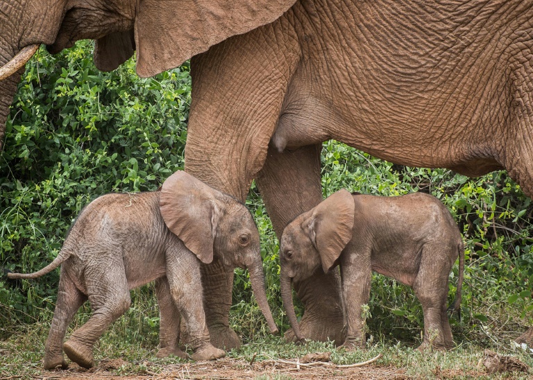 animales,elefantes,Kenia,preservacin