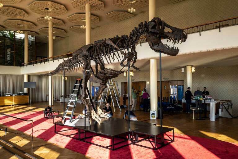 Suiza - animales - paleontologa - inslito - remates