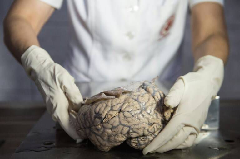 medicina,información,lenguaje,biotecnología