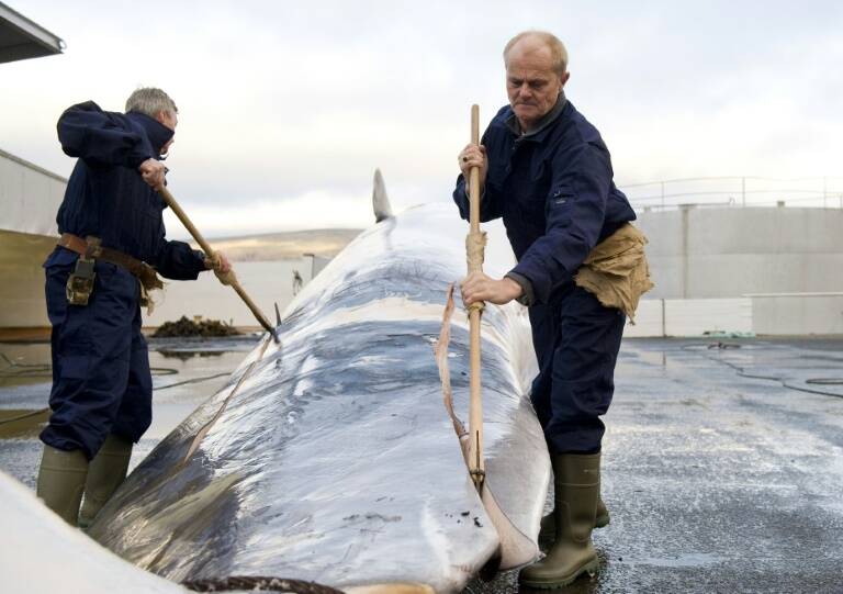Islandia,animales,pesca,medioambiente,Japón,Noruega