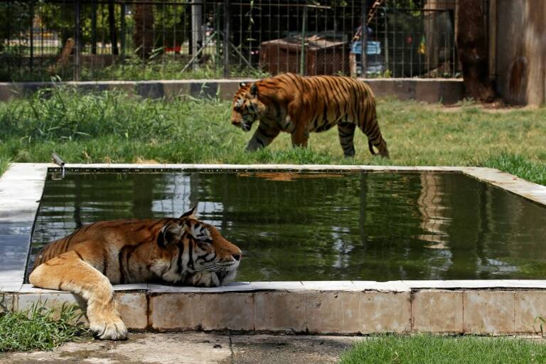 Iraq,animals,weather,climate
