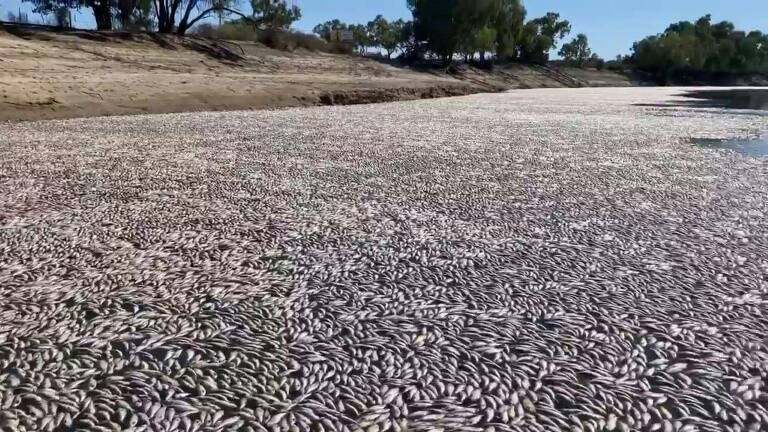 Australia,environment,fish