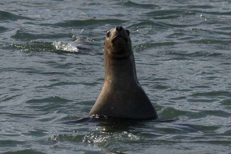 Uruguay,animales,ecosistema,fauna,aviar