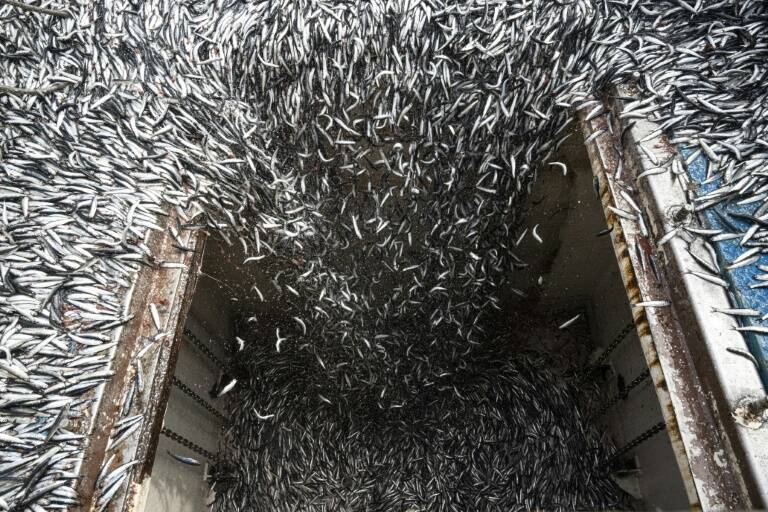 Perú,pesca,clima,economía