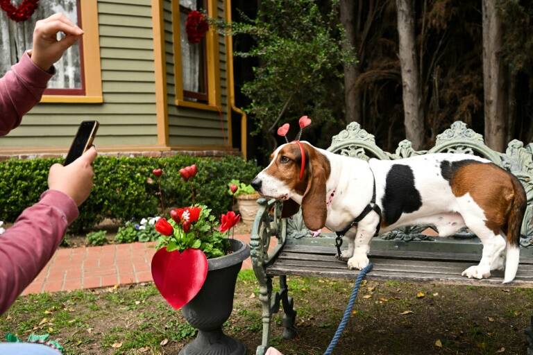 EEUU - animales - perros - SanValentín