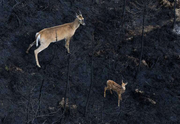 Canada,fire,animal