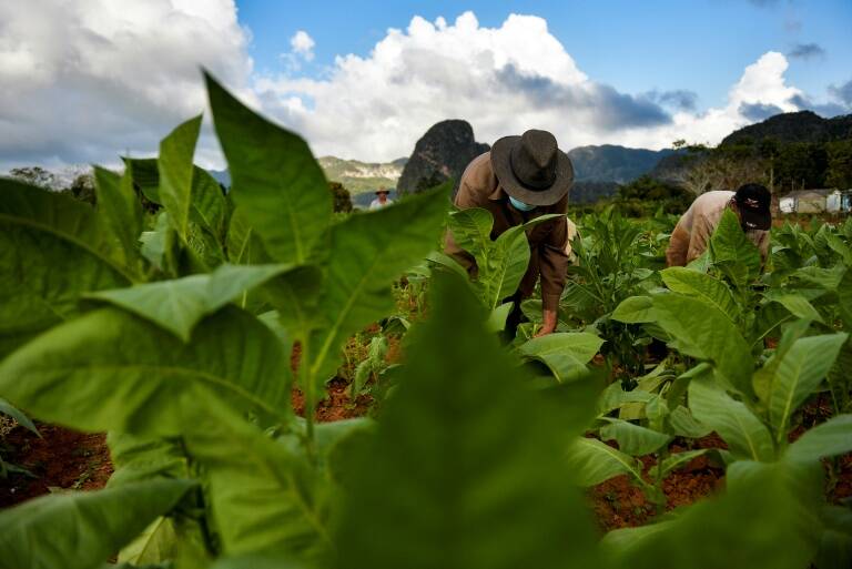 Cuba,tabaco,comercio,pandemia