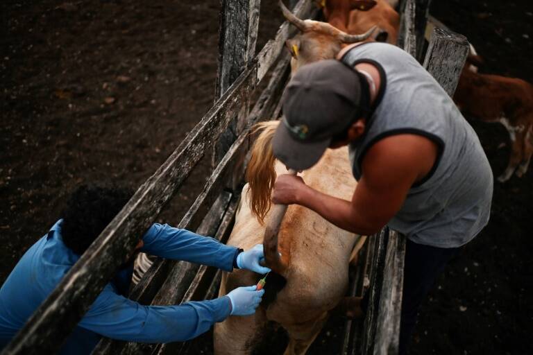 México,Francia,animales,agricultura,virus
