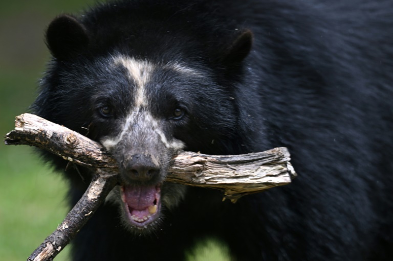 Colombia - conservacin - osos - biodiversidad - medioambiente - caf - bosques