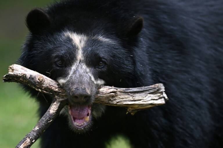 Colombia,conservación,osos,biodiversidad,medioambiente,café,bosques