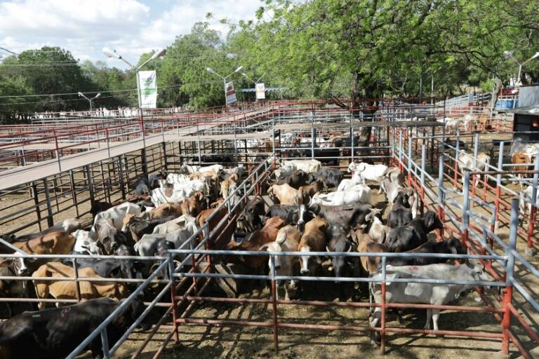 Nicaragua, cinma, forts, environnement, agriculture, levage