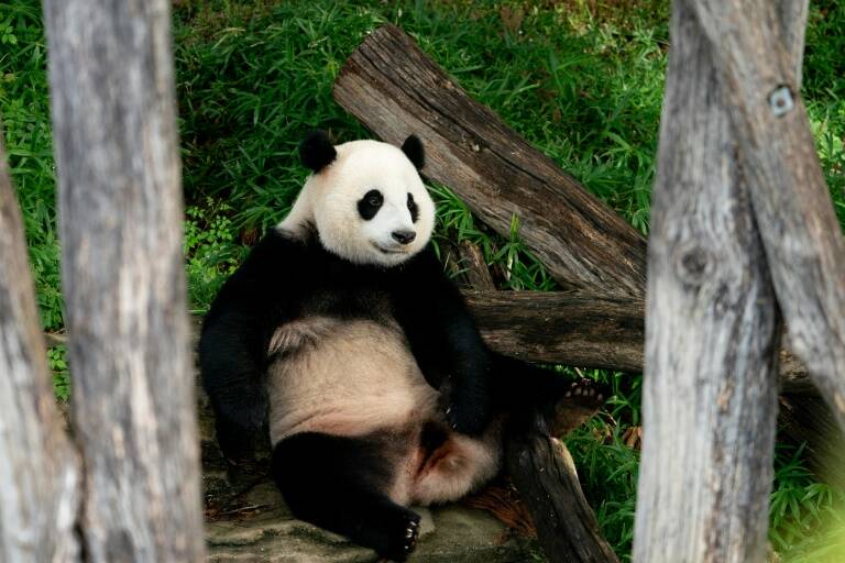 US,China,diplomacy,panda