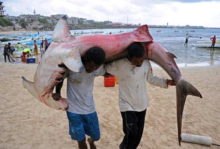 ecología,animales,pesca,ecología,animales,pesca,tiburón,CostaRica,ecología,animales,pesca,tiburón,CostaRica