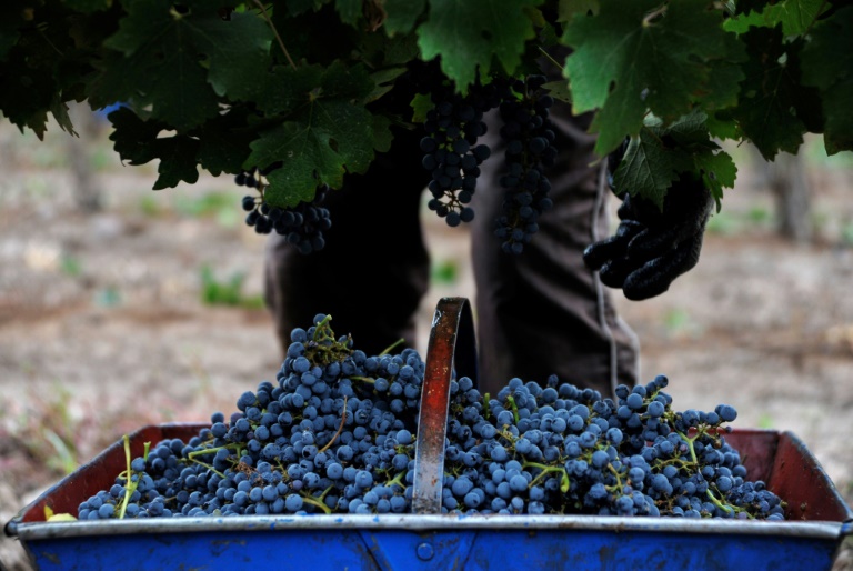 Argentina, vinicultura, clima, inflación