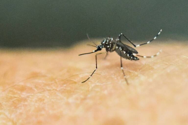 Health,climate,virus,WHO