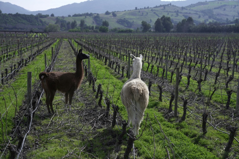 Chile - agricultura - vinicultura - medioambiente - clima
