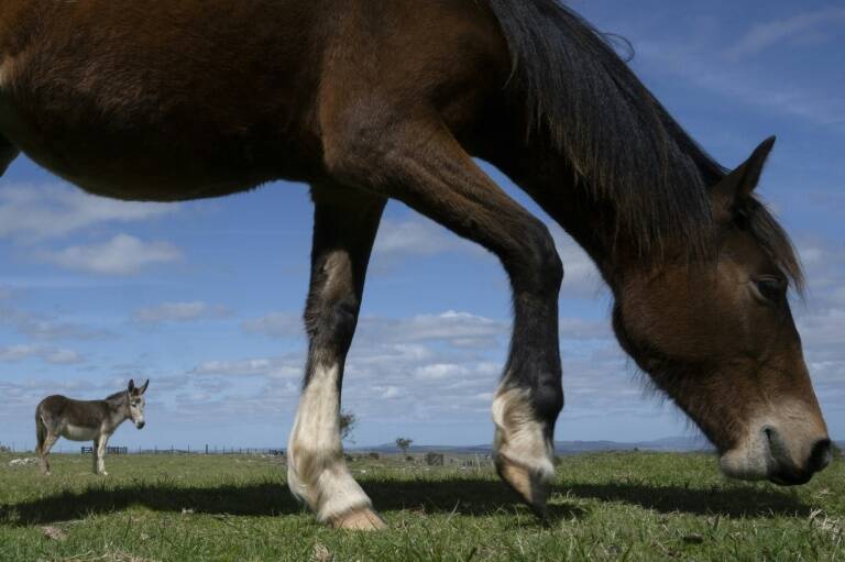 Uruguay - animales - virus