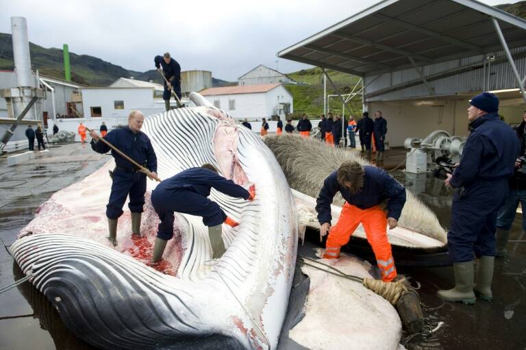 Islandia - animales - medioambiente - pesca - caza