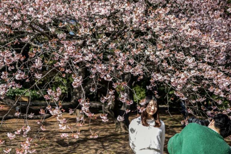 Japan,cherry,climate,nature,environment