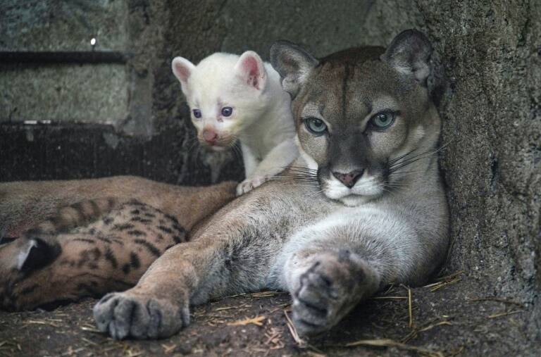 Nicaragua,medioambiente,zoológico,sociedad,biología
