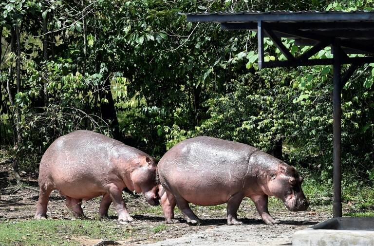 Colombia,animales,accidente,México,India,ecología