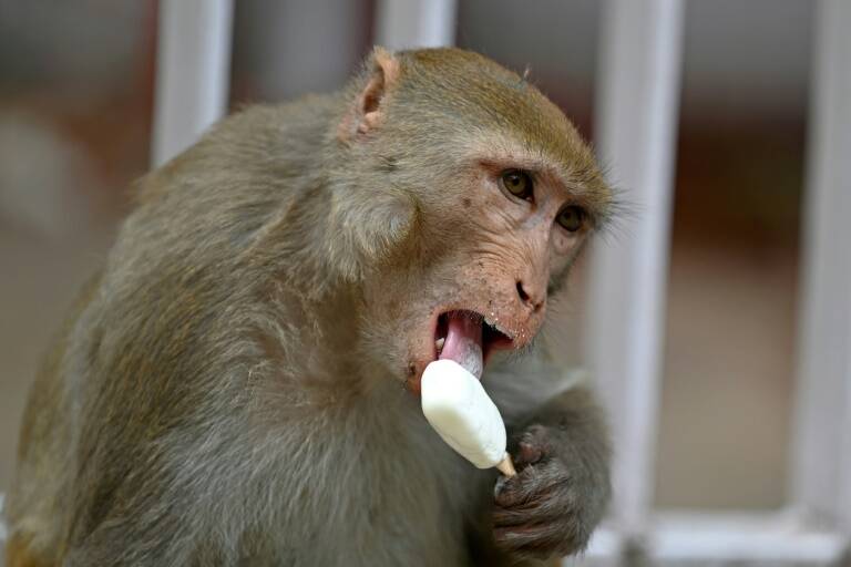 India,G20,summit,monkeys