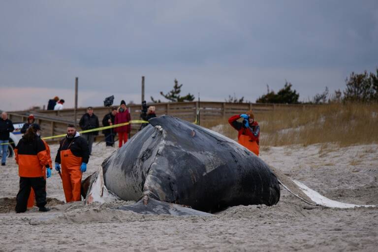 Noruega,ballenas,animales,clima,medioambiente,pesca,ambiente