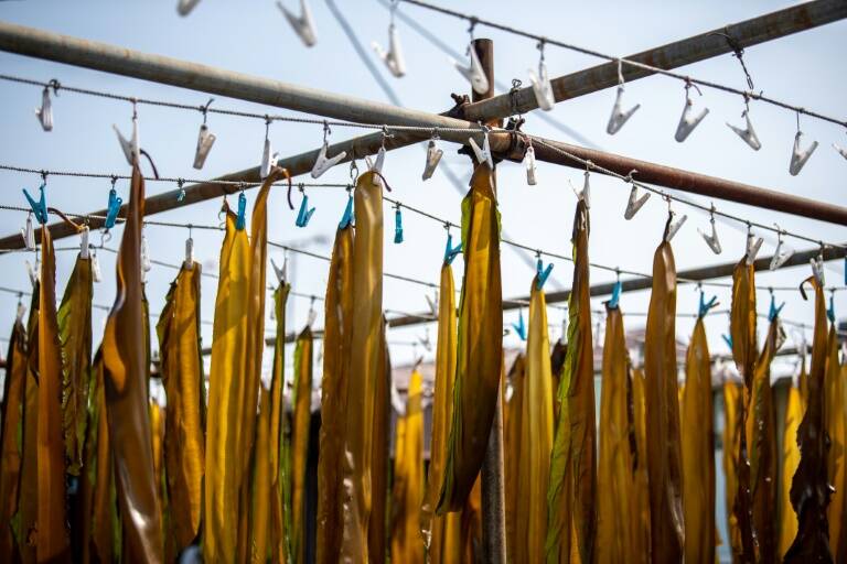 ecología,clima,medioambiente,Japón,agricultura,algas
