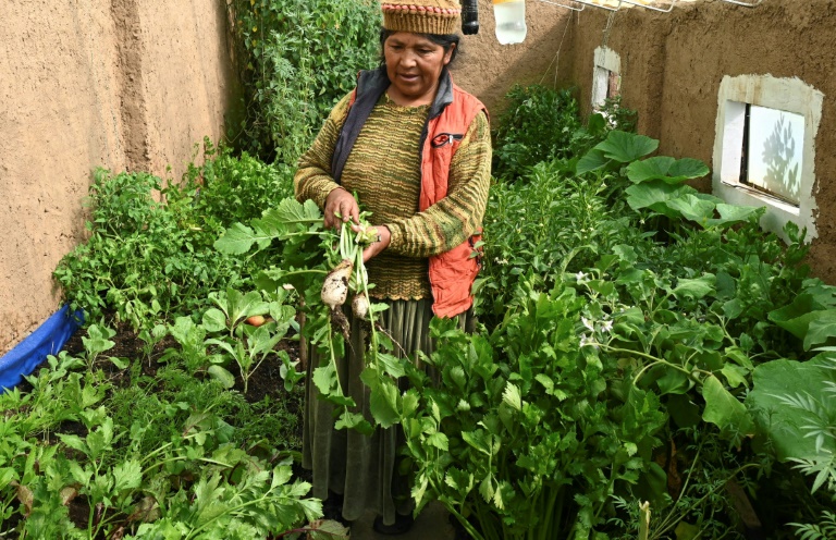 Bolivia - Mujeres - plantas - medioambiente - orgnico - agricultura - sociedad