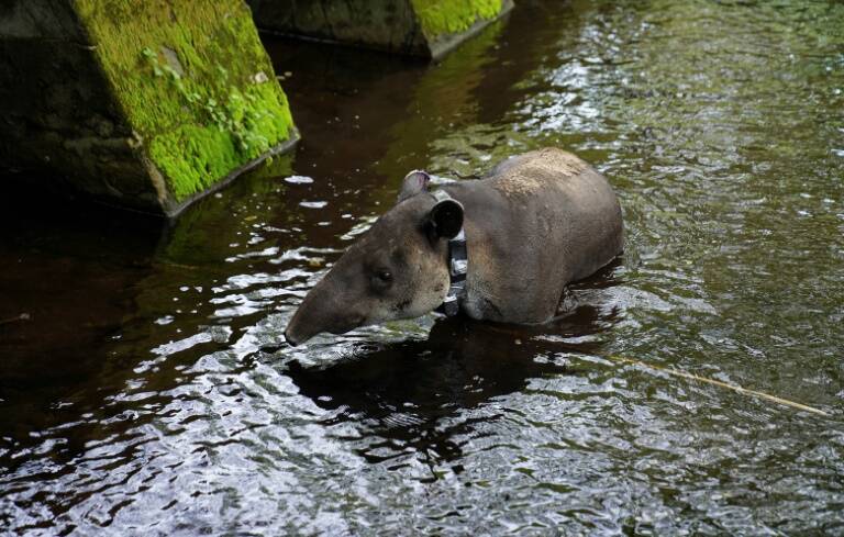 Nicaragua,medioambiente,sociedad,tapir,danta