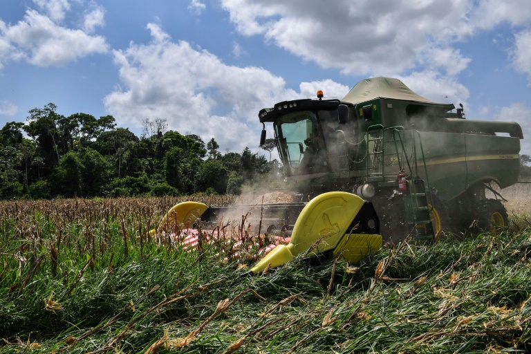 Brasil - materias - primas - economa - cultivos - exportaciones - comercio - agricultura