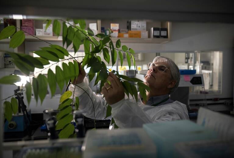 Brasil - plantas - medioambiente - CBD - farmacéutica - sociedad - crimen - ciencias - salud - drogas