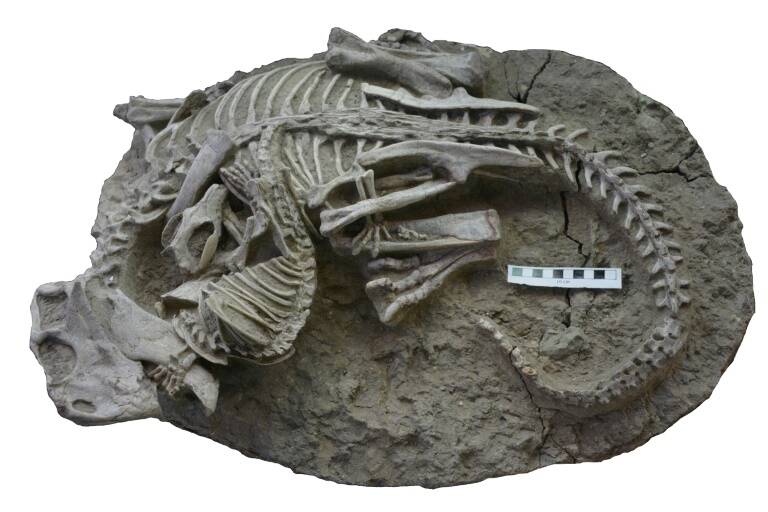 animales,ciencias,paleontología