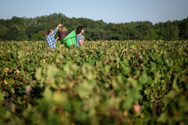 gastronomía - vinicultura - Francia - bebidas