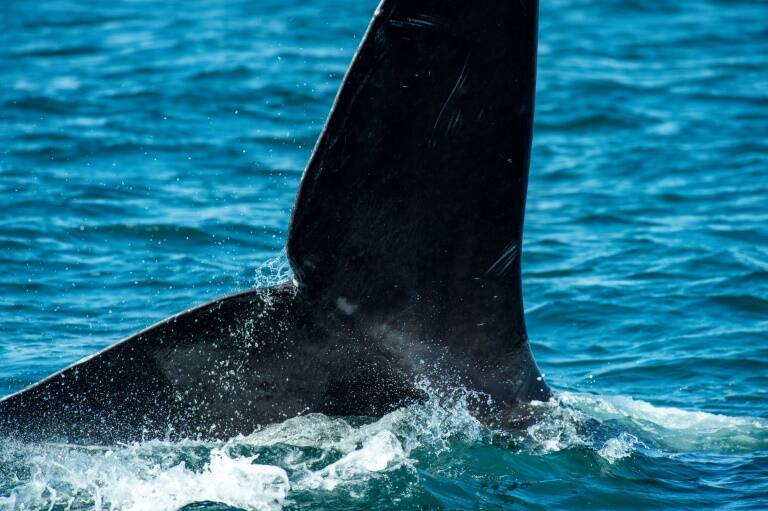 USA,animaux,environnement