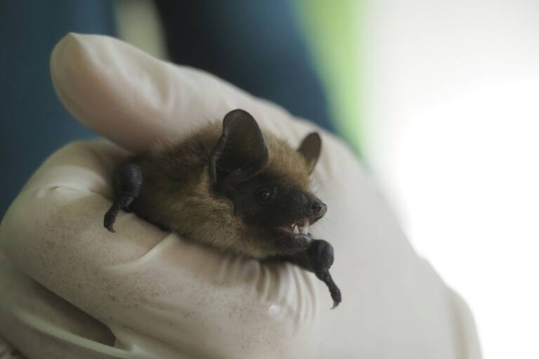 Science,biology,bats