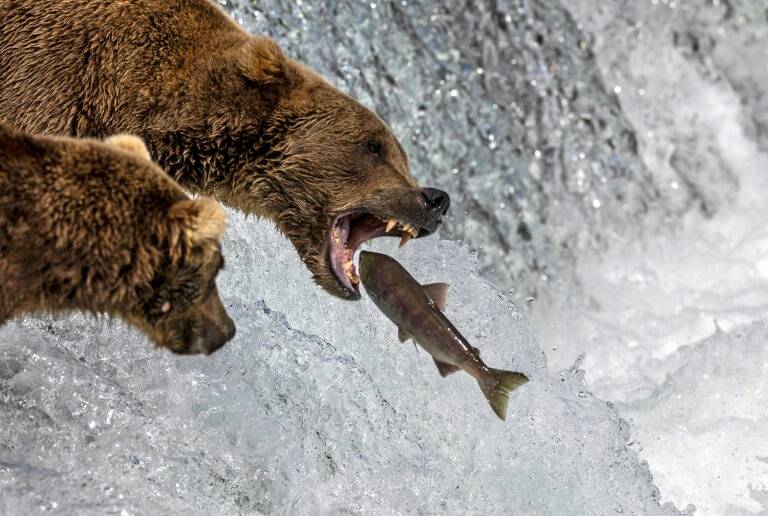 animales,insólito,EEUU,oso