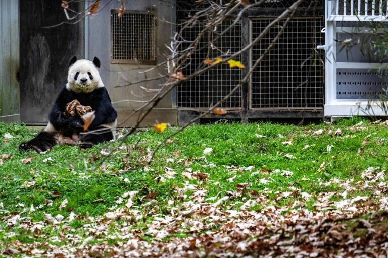 US,China,diplomacy,panda