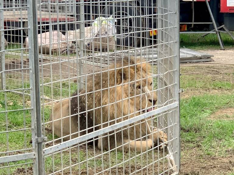 Italia,animales,policía