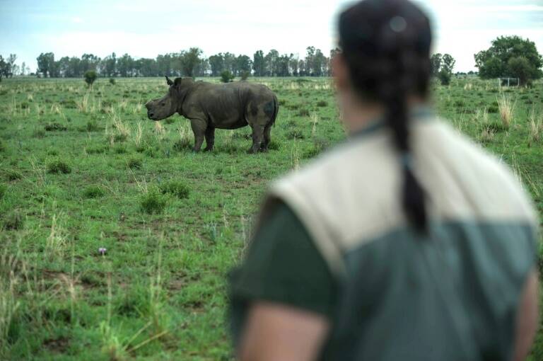 AfSud,animaux,environnement,enchères
